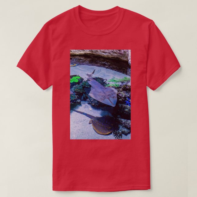 Camiseta Rays en AWQA (Diseño del anverso)
