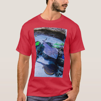 Camiseta Rays en AWQA