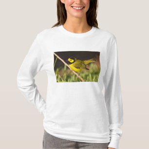 Camiseta Reinita Coronada Wilsonia citrina)