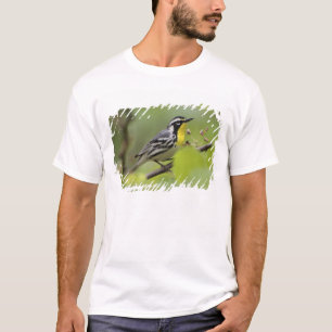 Camiseta Reinita gargantilla macho, Dendroica