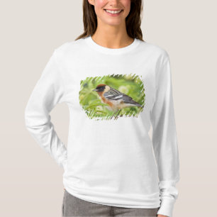 Camiseta Reinita Pechirrayada (Dendroica castanea) adulta