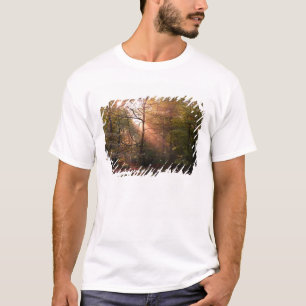 Camiseta Reino Unido. Bosque de Dean. Rayo de sol que penet