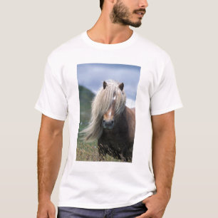 Camiseta Reino Unido, Escocia, Islas Shetland, pony de Shet