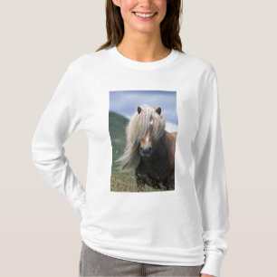 Camiseta Reino Unido, Escocia, Islas Shetland, pony de Shet