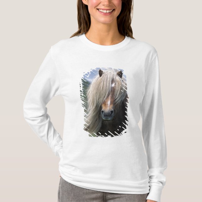 Camiseta Reino Unido, Escocia, Islas Shetland, pony Shetlan (Anverso)