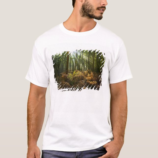 Camiseta Reino Unido, Inglaterra. Rayos de luz del sol circ (Anverso)