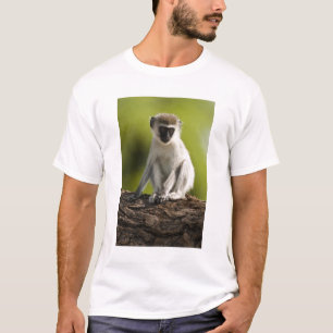 Camiseta Reserva de caza Samburu, Kenia, mono vervet,