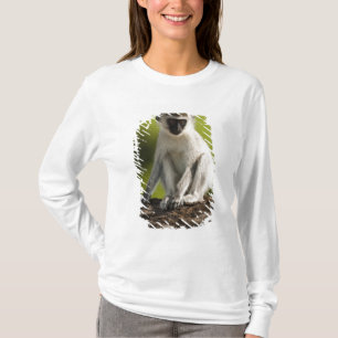Camiseta Reserva de caza Samburu, Kenia, mono vervet,