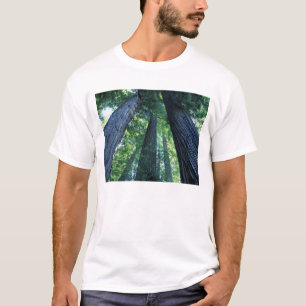Camiseta Reserva Estatal de Montgomery Woods, California.