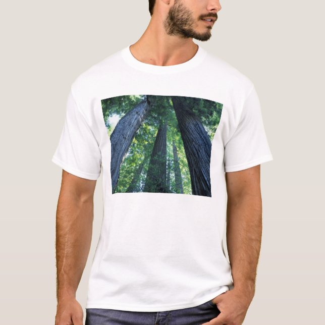 Camiseta Reserva Estatal de Montgomery Woods, California. (Anverso)
