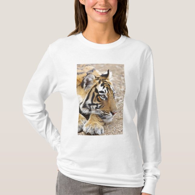 Camiseta Retrato del Tigre Real de Bengala, Rahambhor (Anverso)