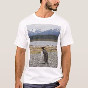 Camiseta Rey pingüino, Isla Martillo, Tierra del Fuego