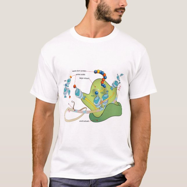 Camiseta Ribosome mRNA tRNA molecules proteins Diagram  (Anverso)