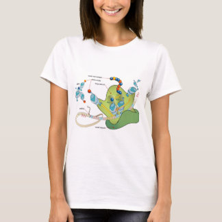 Camiseta Ribosome mRNA tRNA molecules proteins Diagram 