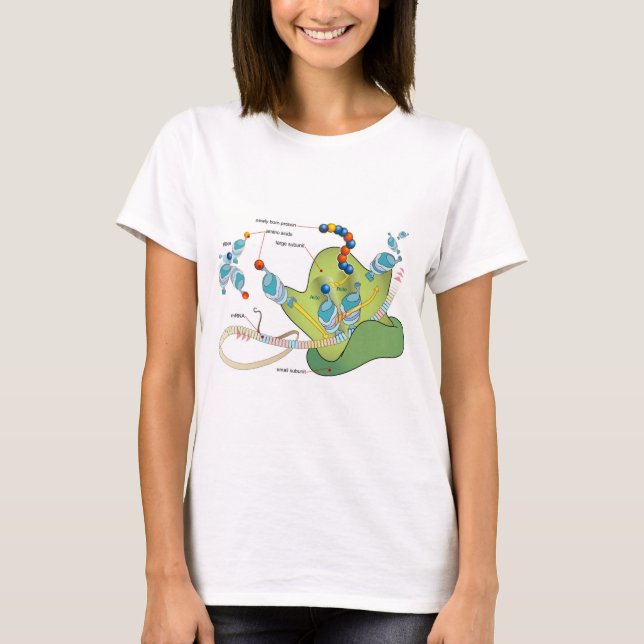 Camiseta Ribosome mRNA tRNA molecules proteins Diagram  (Anverso)