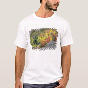 Camiseta Río Provo y árboles de álamo temblón