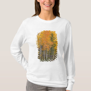 Camiseta Río Provo y árboles de álamo temblón