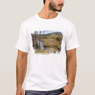 Camiseta Río Provo y árboles de álamo temblón