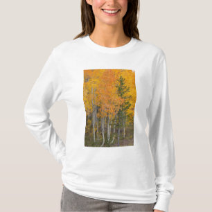 Camiseta Río Provo y árboles de álamo temblón