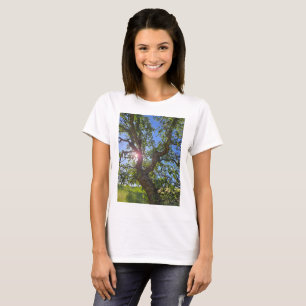 Camiseta Roble azul en la luz del sol de primavera