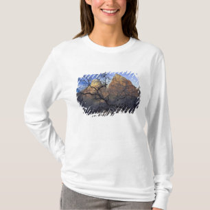 Camiseta Robles en invierno, Corte de los Patriarcas