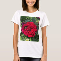 Rosa de jardín rojo y insecto