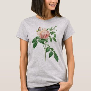 Camiseta Rosa indica fragrans ilustracion botánico