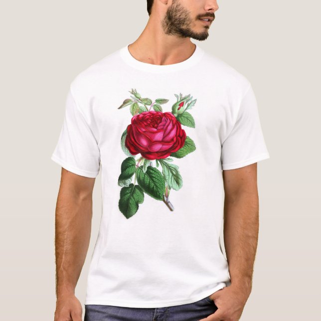 Camiseta Rosa perpetuo híbrido, Lord Napier (Anverso)