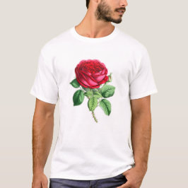 Camiseta Rosa perpetuo híbrido - Napoleón III