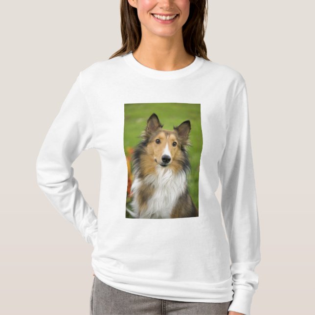 Camiseta Rough Collie, perro (Anverso)