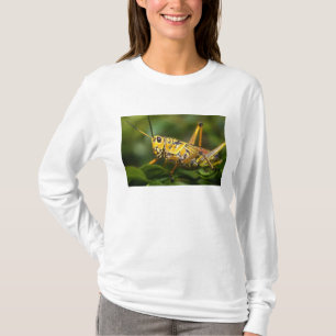 Camiseta Saltamontes, Parque Nacional Everglades, Florida,