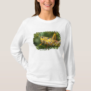 Camiseta Saltamontes, Parque Nacional Everglades, Florida,