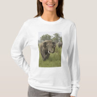 Saludo de elefante asiático indio