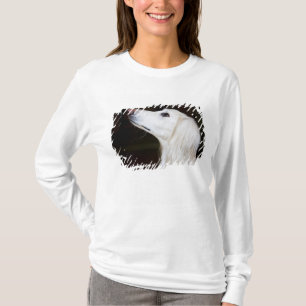 Camiseta Saluki que mira para arriba