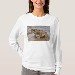 Camiseta Sapo de Caña Rhinella marina, previamente Bufo