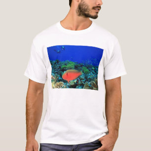 Camiseta Scarus Pez loro cabezón