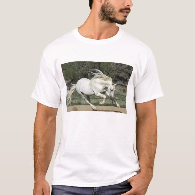 Camiseta Semental andaluz corriendo, PR (Anverso)