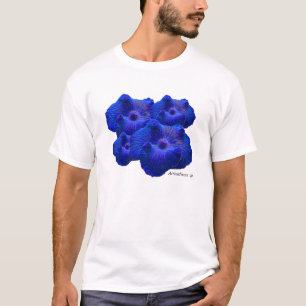 Camiseta Seta azul, SP de Actinodiscus. coral