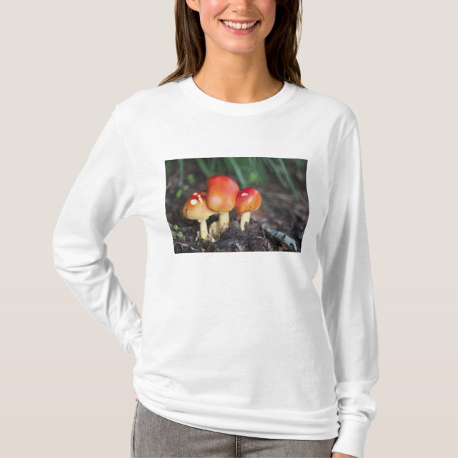 Camiseta Setas familiares de Amanita (Anverso)
