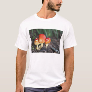 Camiseta Setas familiares de Amanita