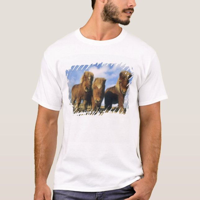 Camiseta Shetland Pony, Islas Shetland continentales, (Anverso)