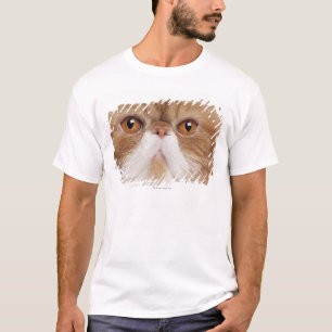 Camiseta Shorthair exótico (2,5 años)