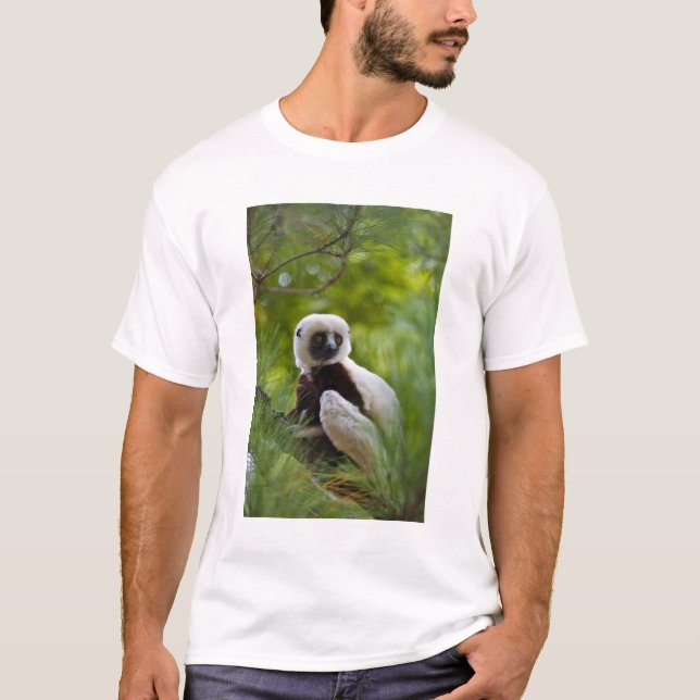 Camiseta Sifaka de Coquerel en el bosque 2 (Anverso)