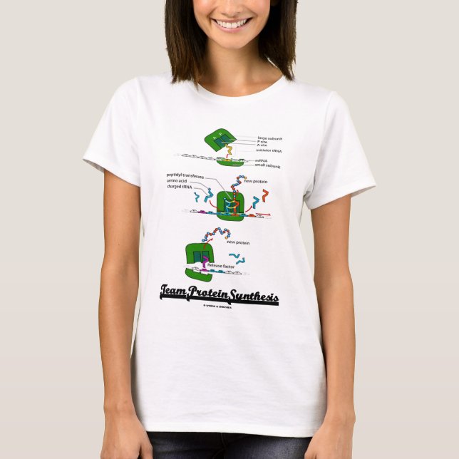 Camiseta Síntesis de la proteína del equipo (biología) (Anverso)