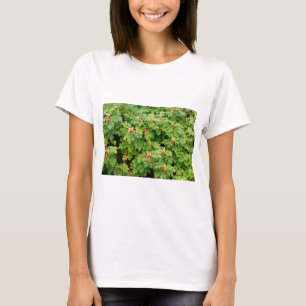 Camiseta Sitka Rosa Bush con muchas rosas rojas de cerca