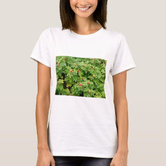 Camiseta Sitka Rosa Bush con muchas rosas rojas de cerca