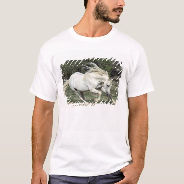 Camiseta Stallion andaluz en ejecución, PR (Anverso)