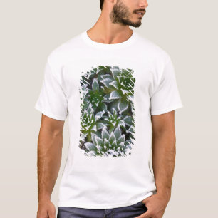 Camiseta suculenta Hen & Chicks con escarcha temprano