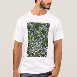 Camiseta suculenta Hen & Chicks con escarcha temprano