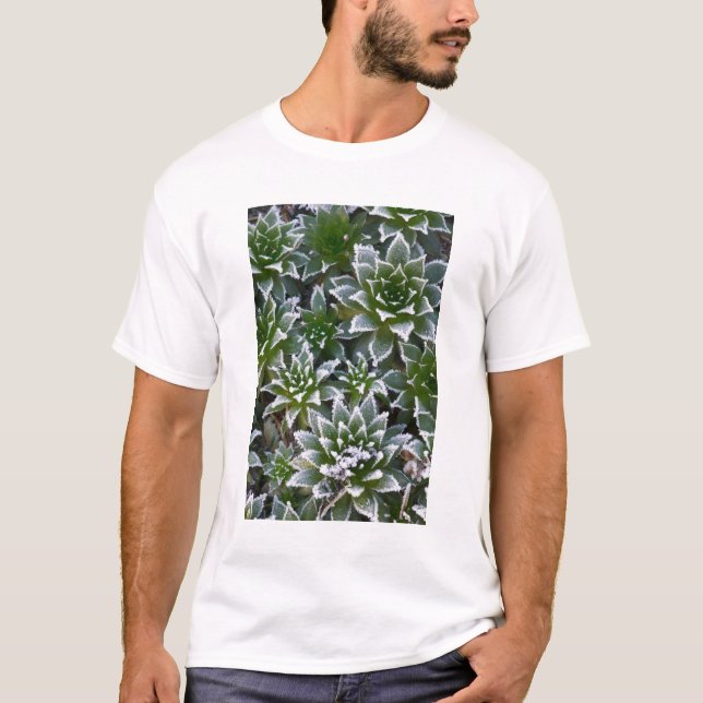 Camiseta suculenta Hen & Chicks con escarcha temprano (Anverso)